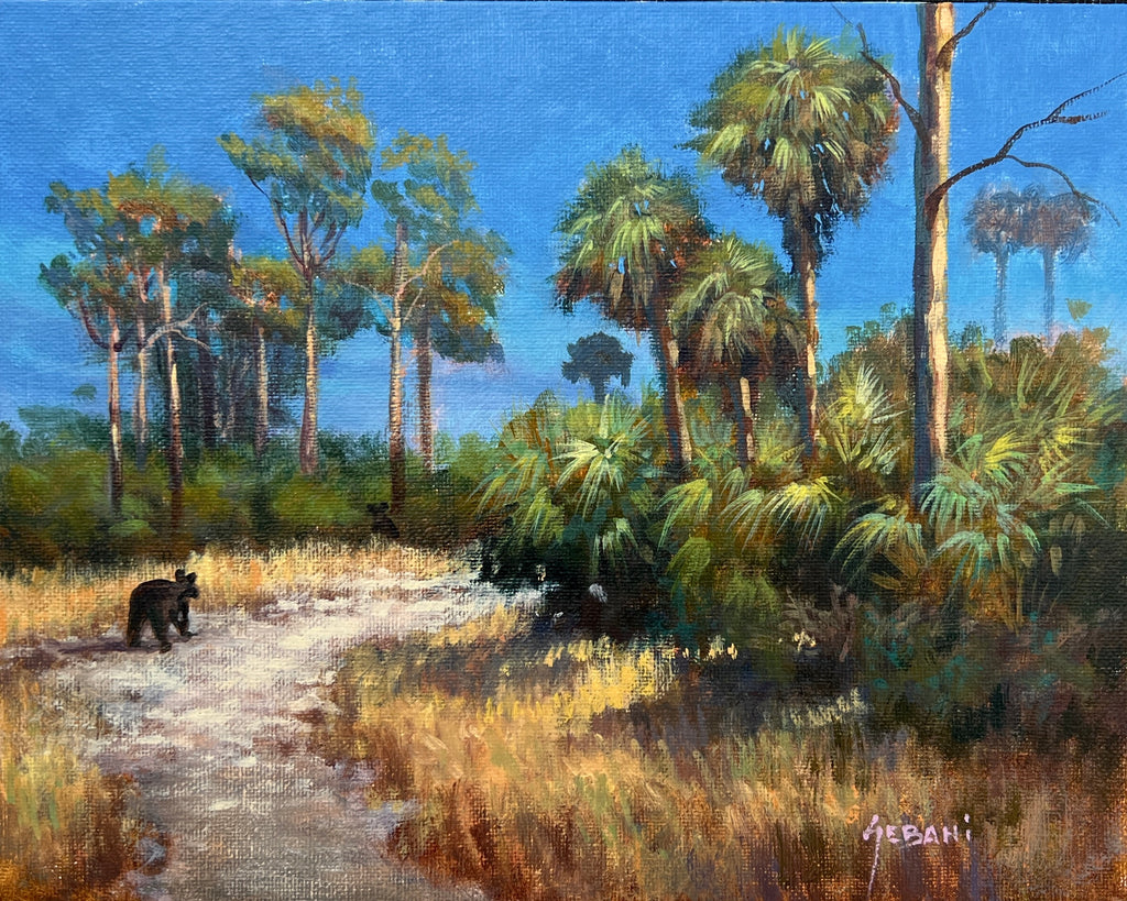 Florida Trail with Black Bear