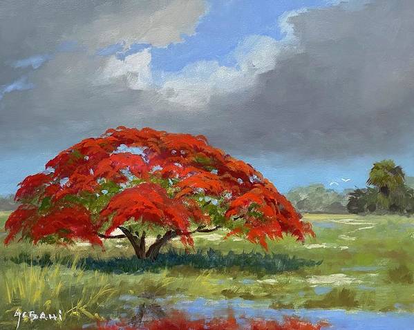Florida Royal Poinciana Landscape Art Print  - Art Print