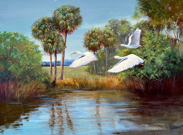 Florida Ibis Wildlife and Landscape. Original!