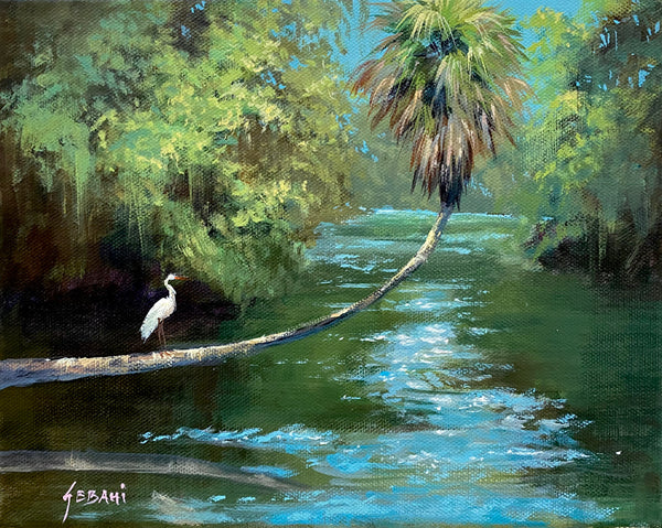 Tropical Florida River Landscape and Wildlife