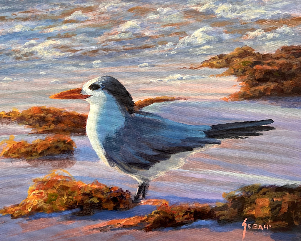 Royal Tern Marine Wildlife, Original