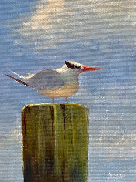 Royal Tern Coastal Seabird