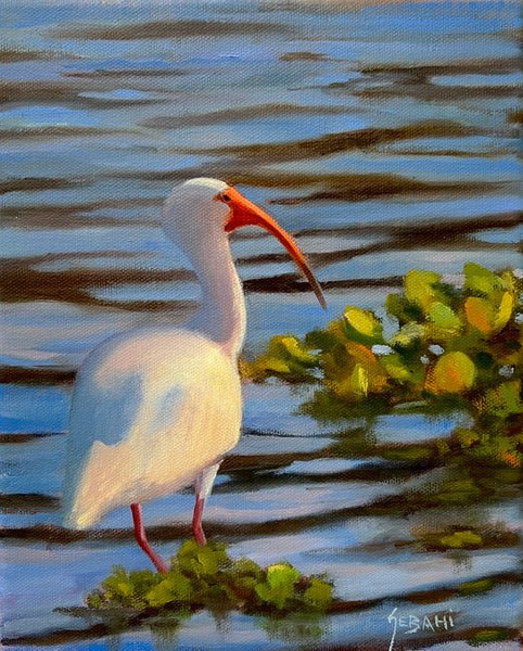 Ibis in the Shallows. Original!