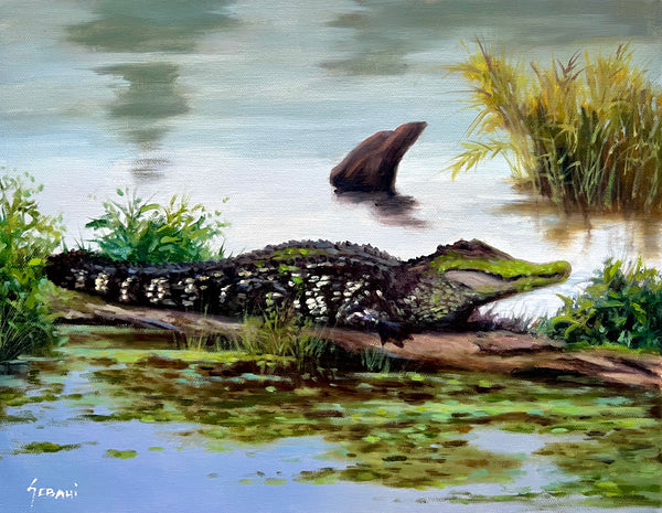 American Alligator in the Swamp