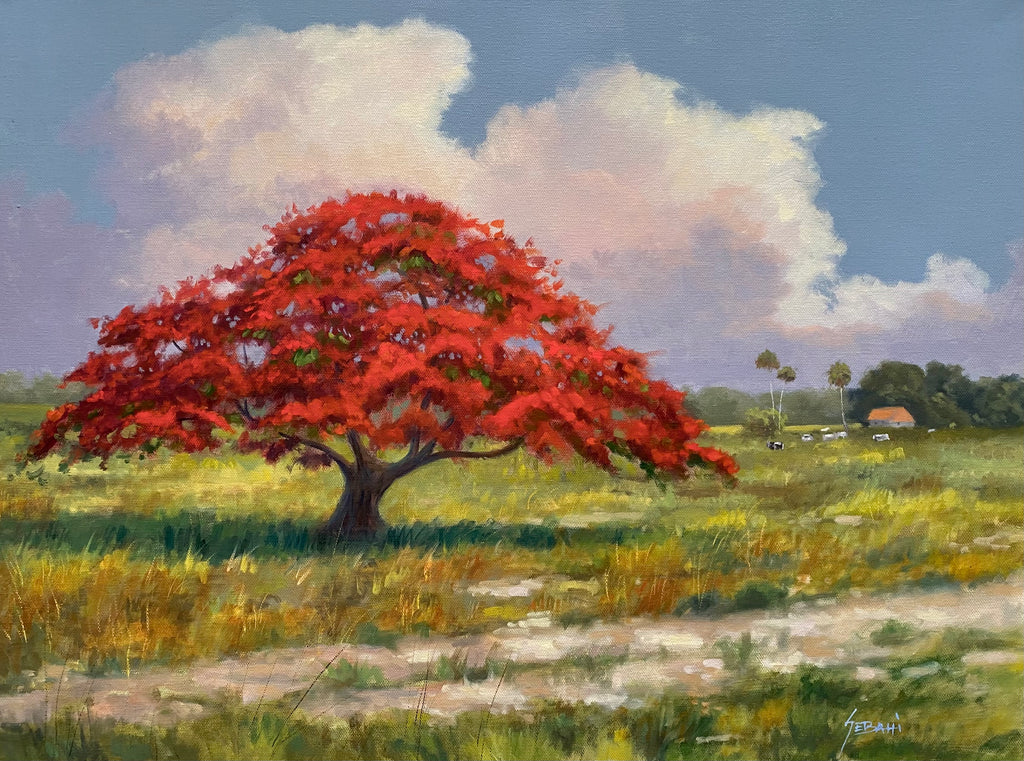 Royal Poinciana Landscape. Original!