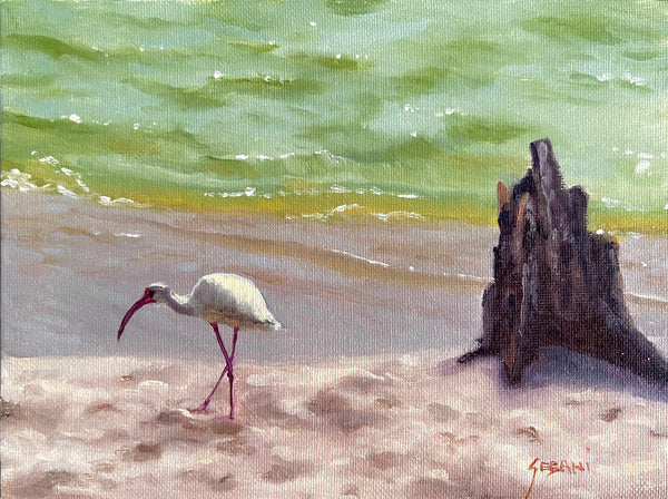 Ibis at Naples Beach, Florida. Original!