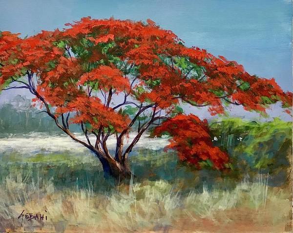 Royal Poinciana Art Print  - Art Print